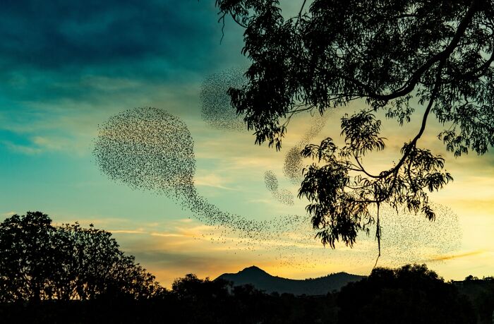 Bird Swarm Sunset Dance