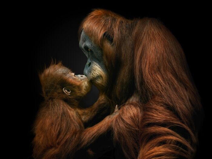 Orangutan Mom and Baby’s Kissy Moment