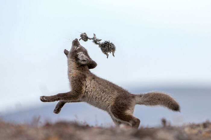 Arctic Fox at Play With Lemmings