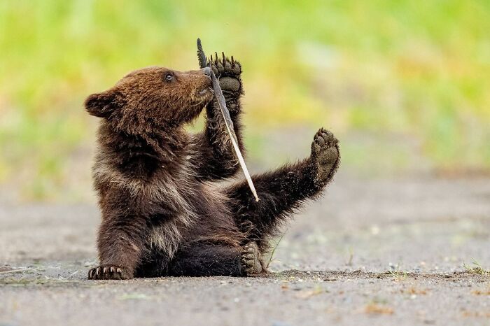 Brown Bear Cub’s Feather Fun Time