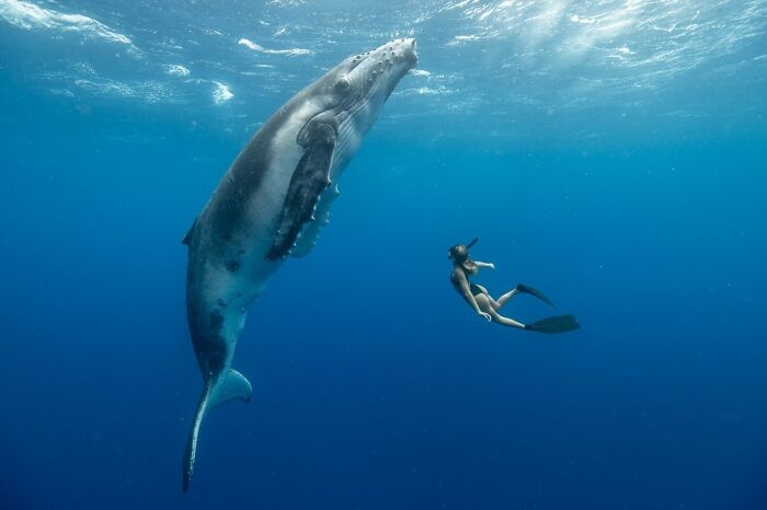 Baby Humpback Whale’s Friendly Hangout