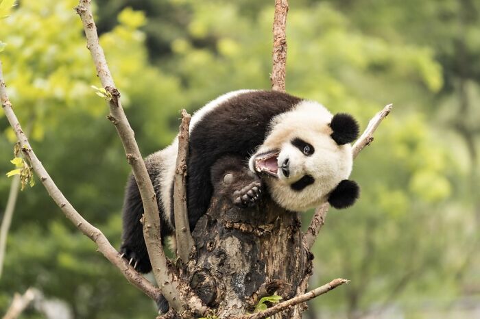 Laughing Panda Living Its Best Life