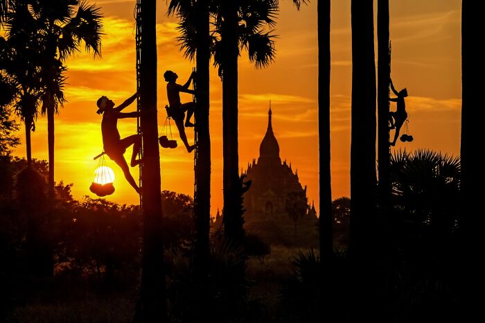 Tapping Palm Sap Like a Pro