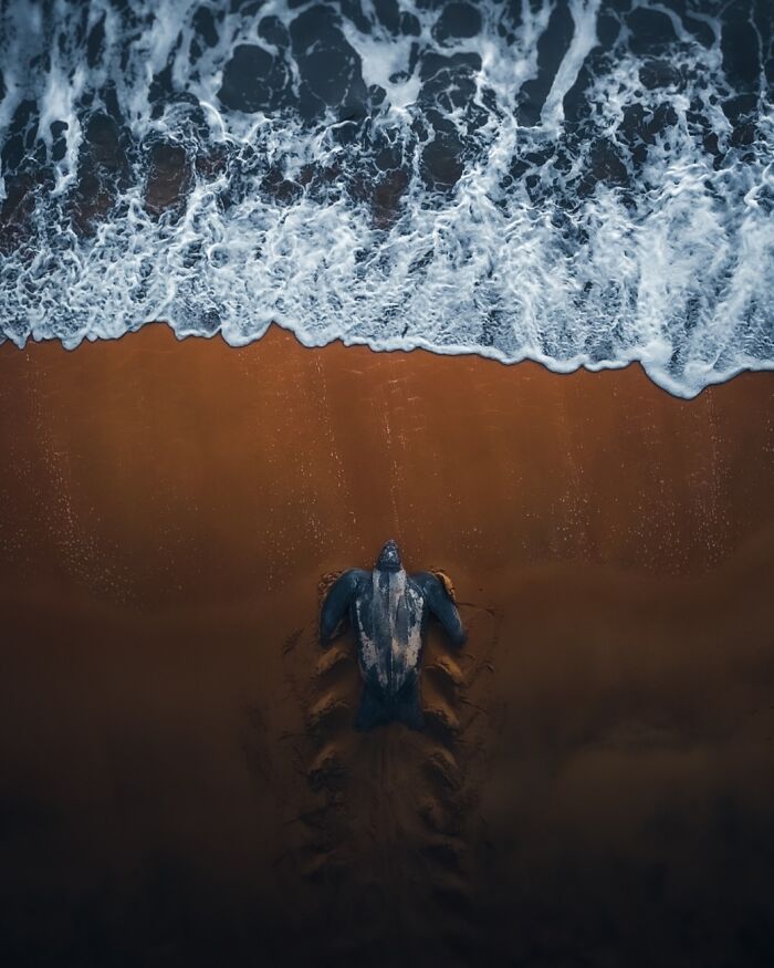 The Toughest Turtle Struggles Back to Sea