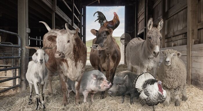 Animals’ Impossible Group Selfie