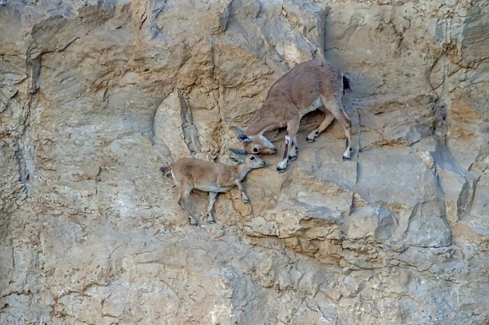 Momma Ibex On The Lookout