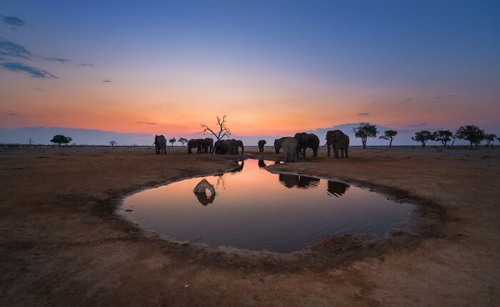 Elephants Guarding Their Water Party