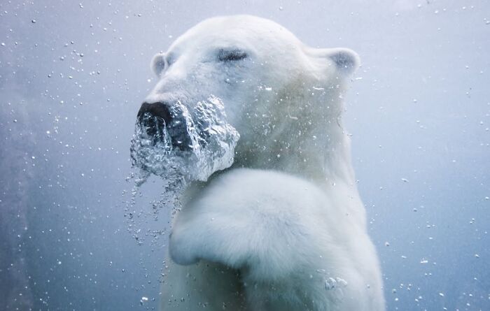 Polar Bear Got Swim Skills