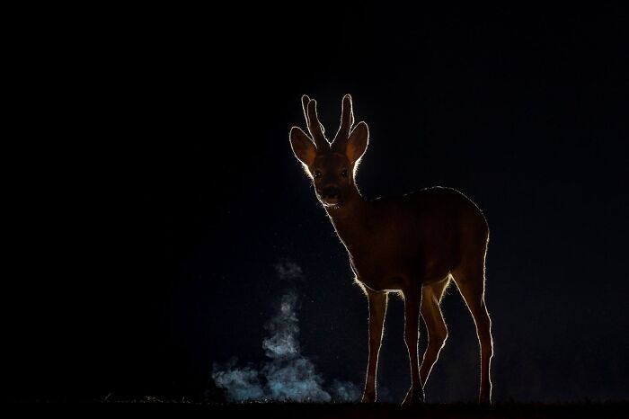 Bambi’s Winter Wonderland Photo