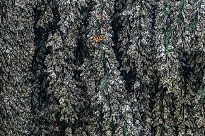 Lone Monarch Butterfly Crashes The Party