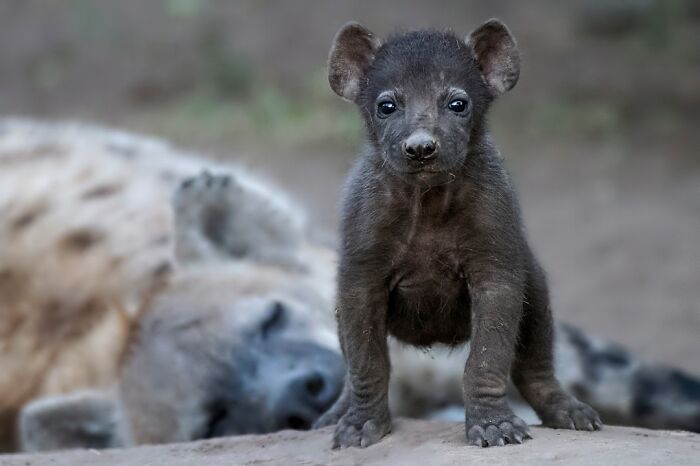 Hyena Napping While Pup Investigates