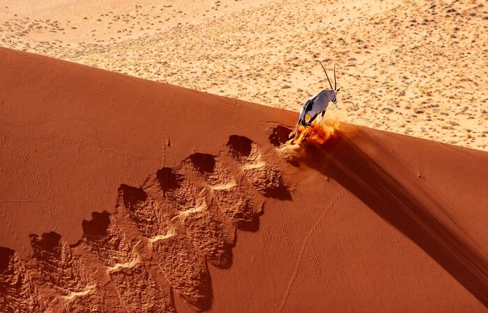 Oryxes Chasing Cool Morning Air