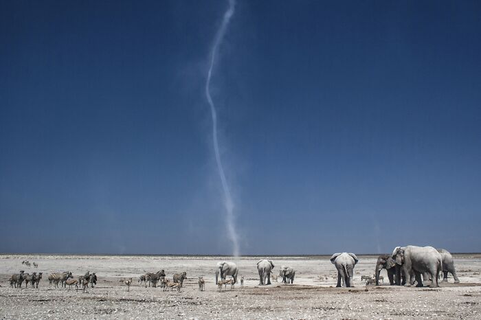 Elephants Covered in Magical Salt Dust
