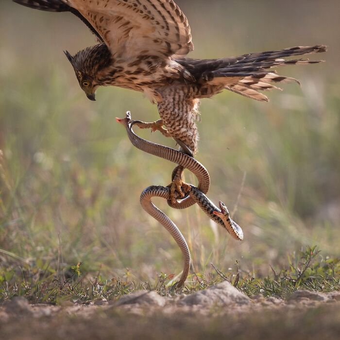 The Epic Animal Battle Freeze Frame