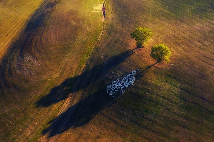 Sheep Hide and Seek in Tuscany