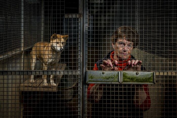 Meet Aussie: The Dingo With Fans