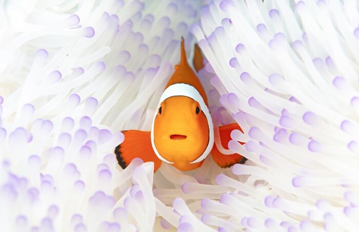 Frog Calls For Love on the Night Shift