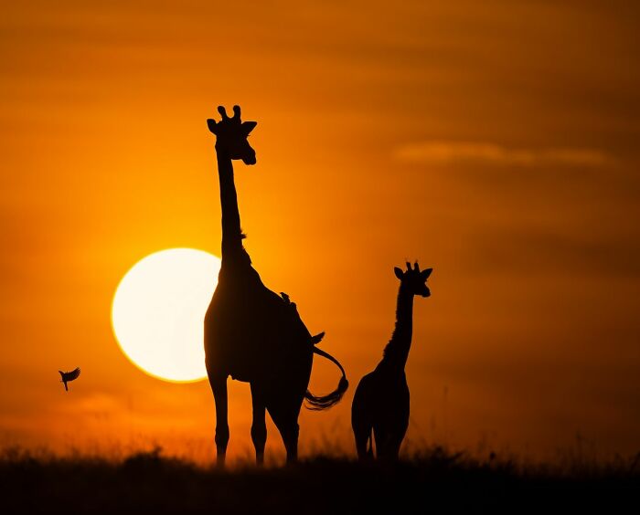 The 41 Most Jaw-Dropping Photos You’ll See Today