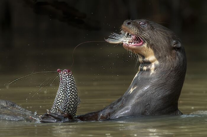 The 41 Most Jaw-Dropping Photos You’ll See Today