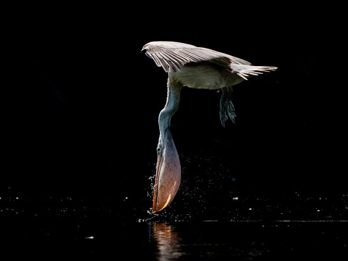 The 41 Most Jaw-Dropping Photos You’ll See Today