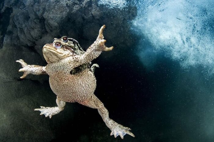 Toads’ Hug That’s All About Love