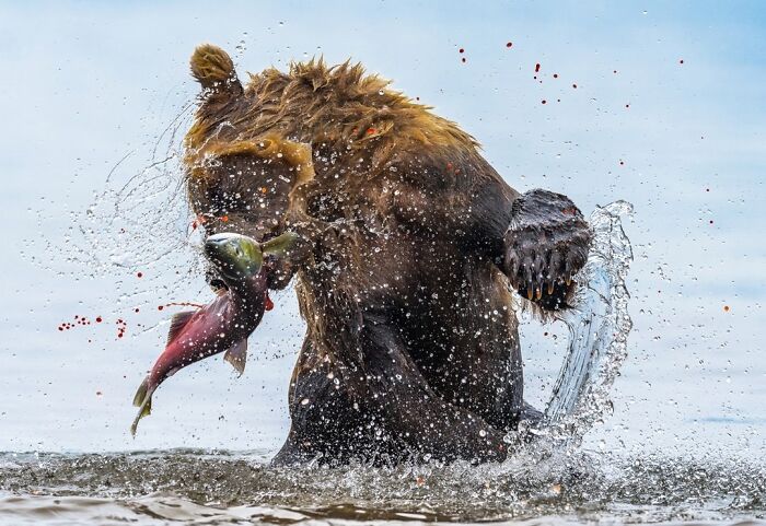 Brown Bear Eats Salmon with an Egg Halo