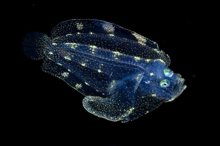 Stars on Fry! Fish So Sparkly They Could Shine