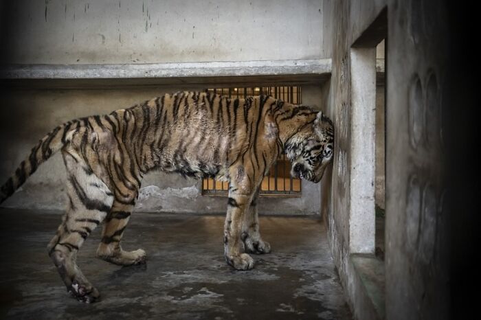 Infinite Fish Frenzy