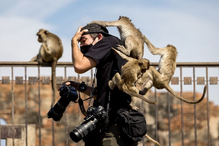 Monkey Mayhem at Lopburi Festival
