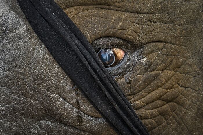 Rhinoceros Chainsaw Drama