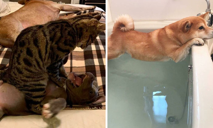 Pets Losing It Over Nothing? You Bet!