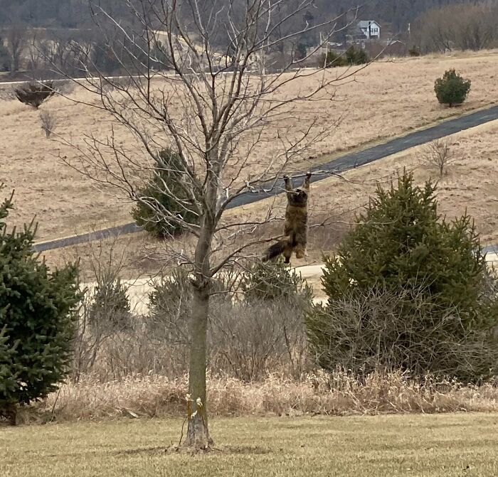 Lost Cat? Nope, Just Master of Disguise