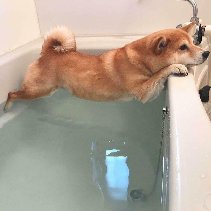 Doggo’s Epic Battle: Bath Time No Thanks!