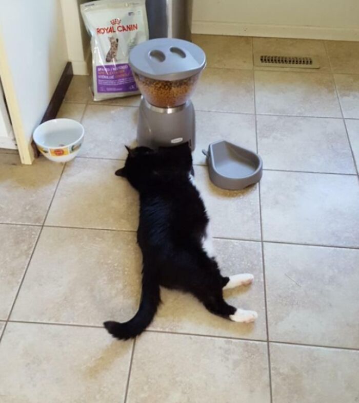 Cat on a Diet? Automatic Feeder Didn’t Get the Memo