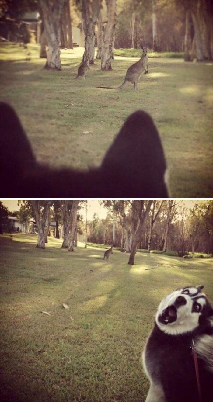 Pets Losing It Over Nothing? You Bet!