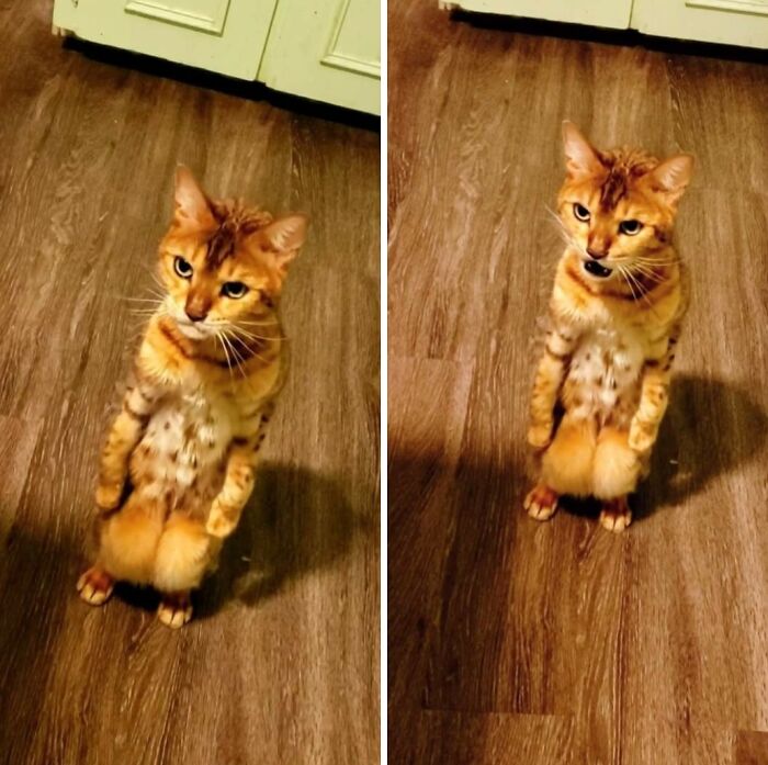 Pets Losing It Over Nothing? You Bet!