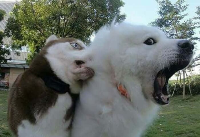 Pets Losing It Over Nothing? You Bet!