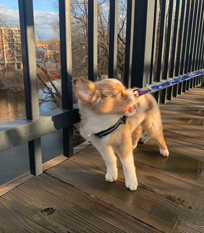 Pets Losing It Over Nothing? You Bet!