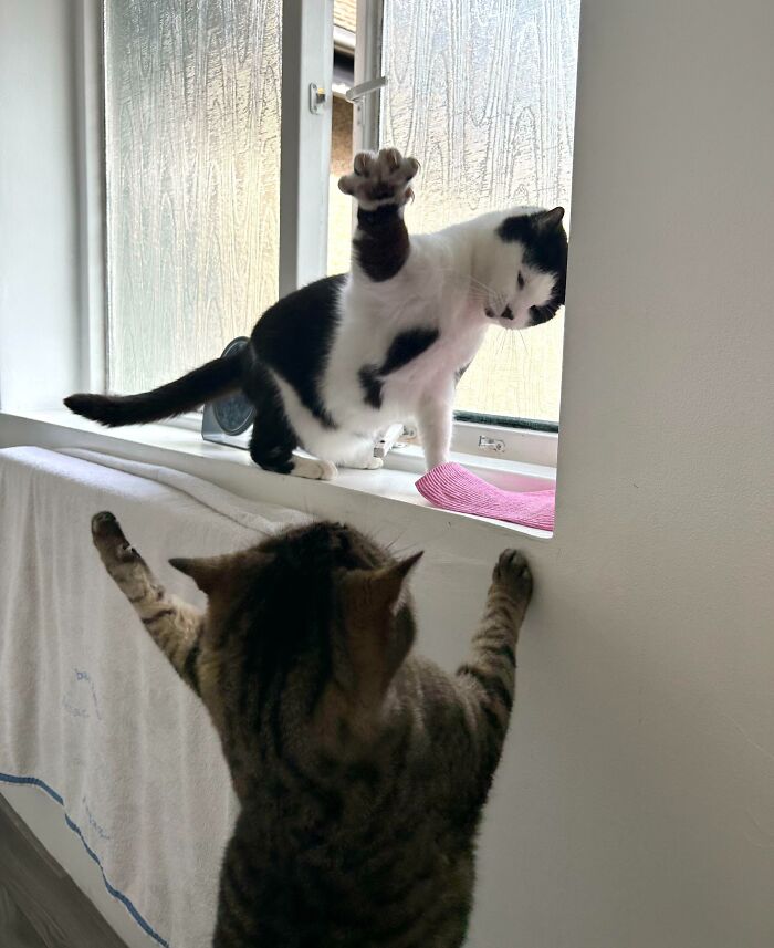 Pets Losing It Over Nothing? You Bet!