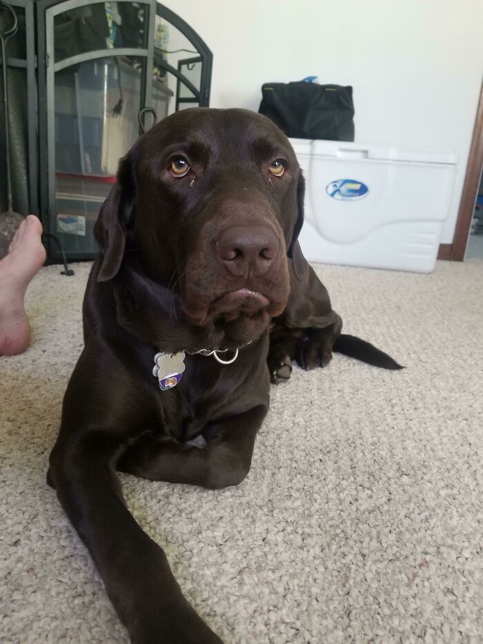 Pets Losing It Over Nothing? You Bet!