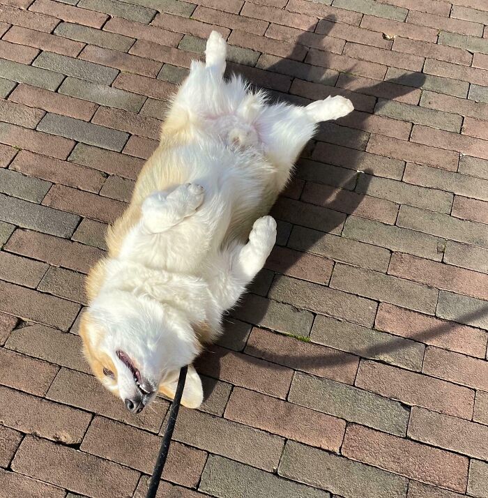 Pets Losing It Over Nothing? You Bet!