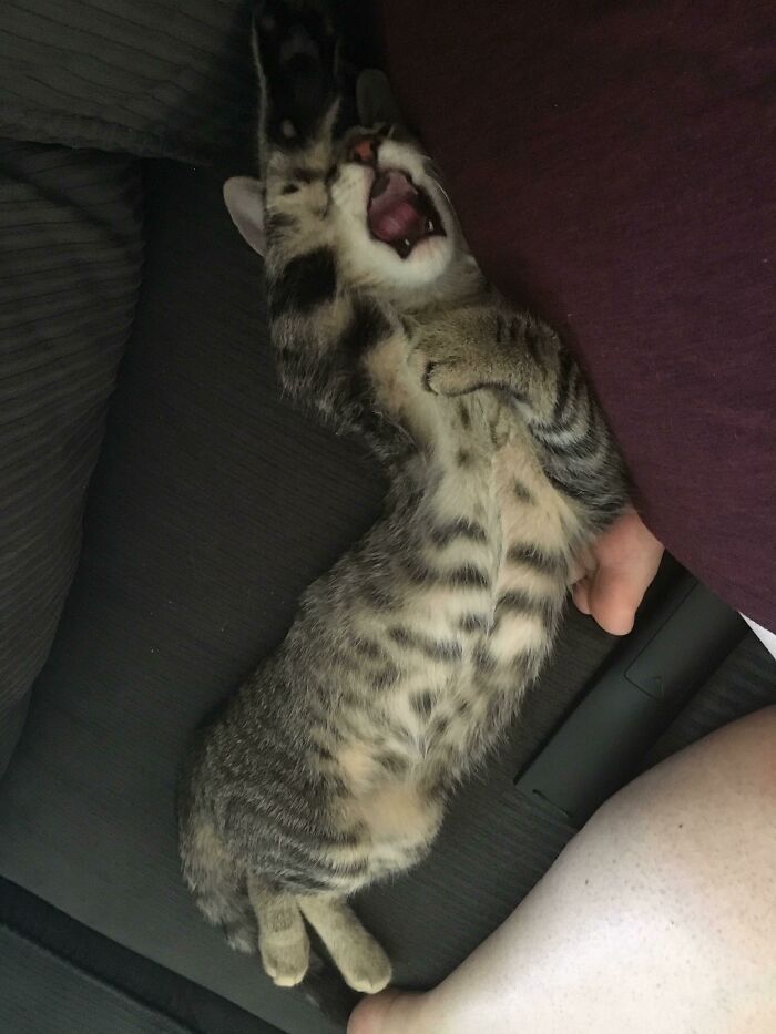 Pets Losing It Over Nothing? You Bet!