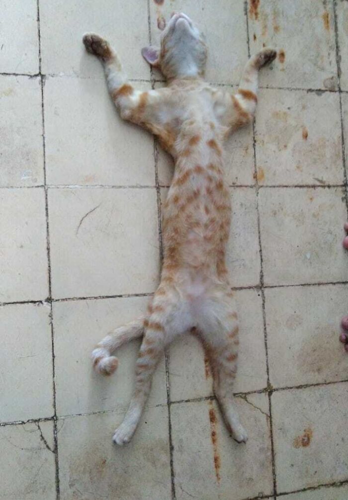 Pets Losing It Over Nothing? You Bet!