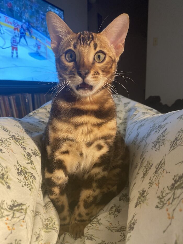 Pets Losing It Over Nothing? You Bet!