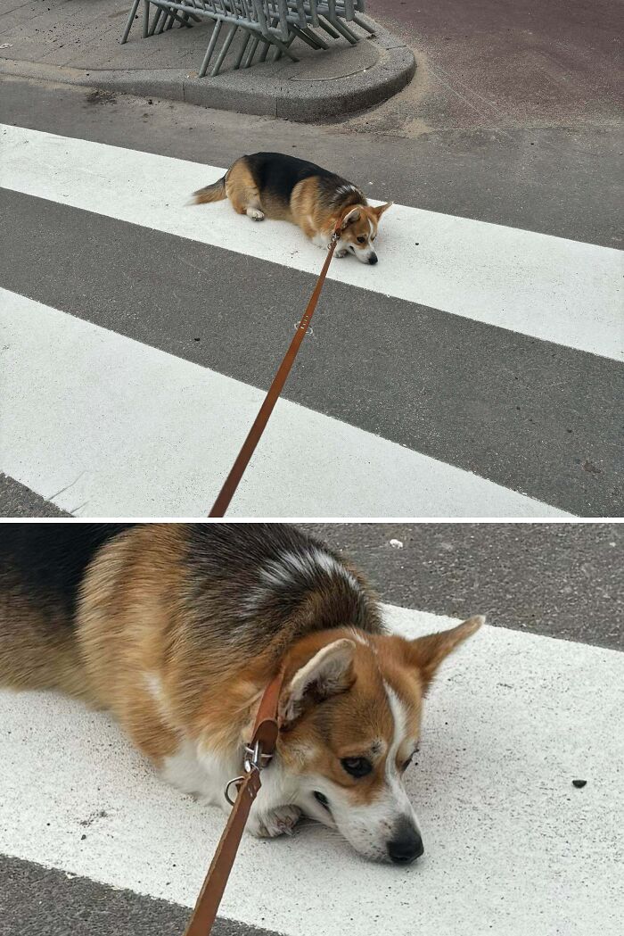 Pets Losing It Over Nothing? You Bet!