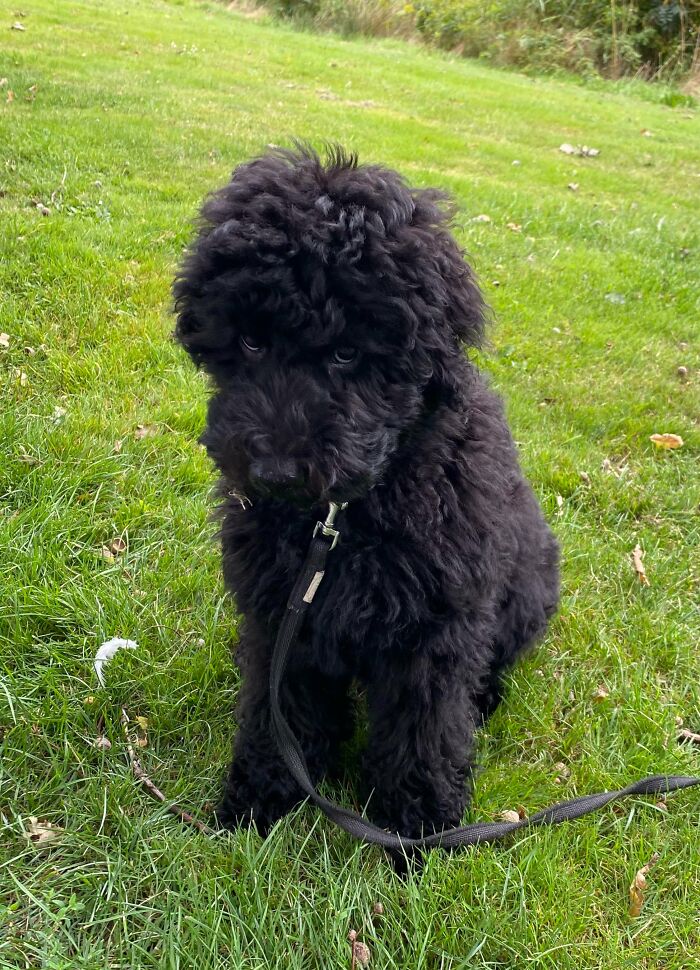 Pets Losing It Over Nothing? You Bet!