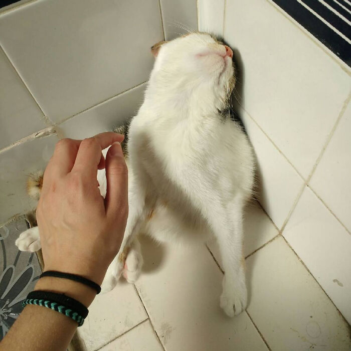 Pets Losing It Over Nothing? You Bet!