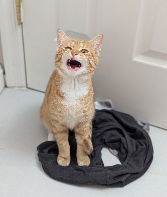 Pets Losing It Over Nothing? You Bet!