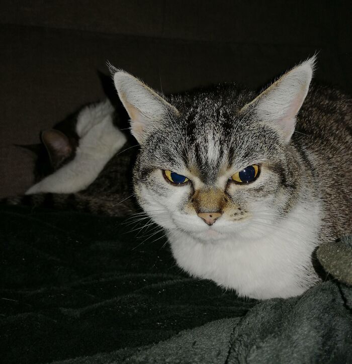 Pets Losing It Over Nothing? You Bet!