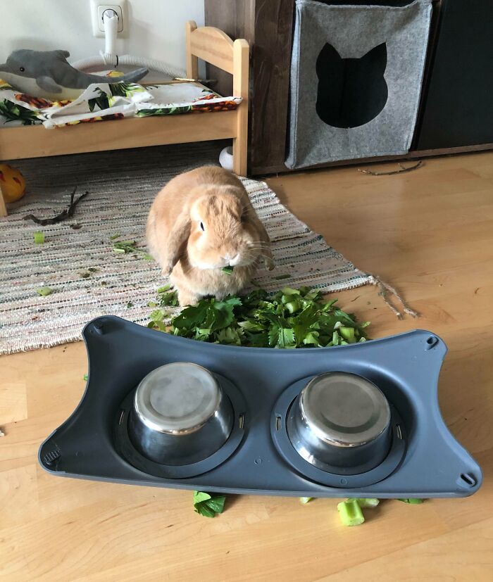 Pets Losing It Over Nothing? You Bet!